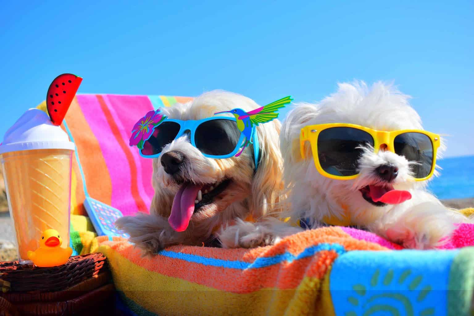dog-friendly-accommodations-scaled